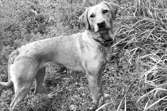 Breagh the dog